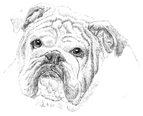 Bulldog Line Drawing